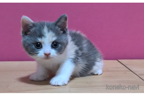 成約済の東京都のスコティッシュフォールド-100114の2枚目